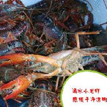 武汉海鲜批发市场概览与价格趋势分析