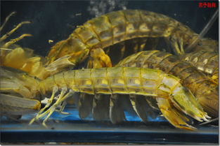 圣诞之夜 黄沙海鲜批发市场的光影记录与中关村在线摄影论坛的交流分享