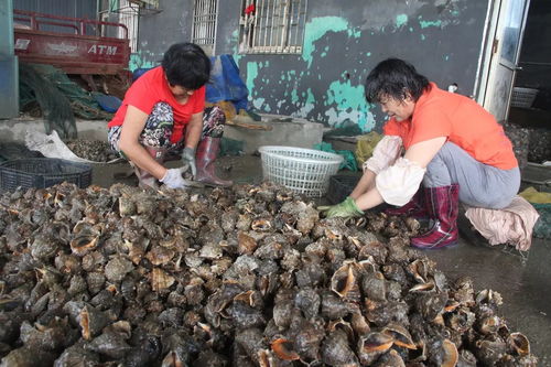 皮皮虾、海螺、梭子蟹已上岸，一大波海鲜等你来！