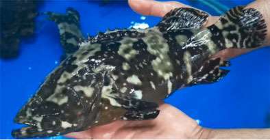 陆养海鲜引关注，智能工厂化循环水养殖或成未来风口