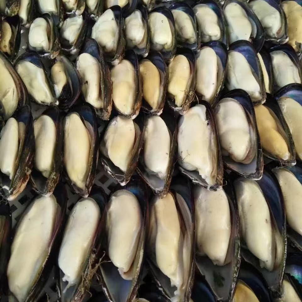 蓝口贝 半壳青口的品质保证，海鲜批发与自助烧烤的绝佳选择